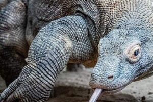 ¿Dónde Vive El Dragon De Komodo?