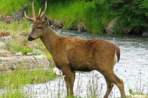 ¿Dónde Vive El Huemul?