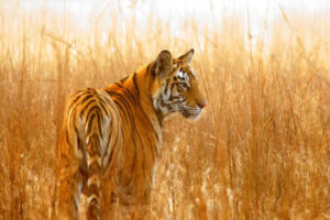 ¿Dónde Vive El Tigre?