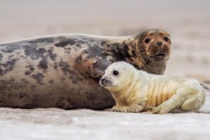 ¿Dónde Viven Las Focas?