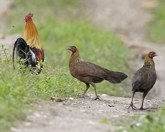 donde viven los pollos salvajes