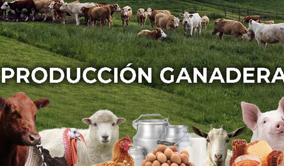 proceso de acreditacion como unidad de produccion ganadera en semagro