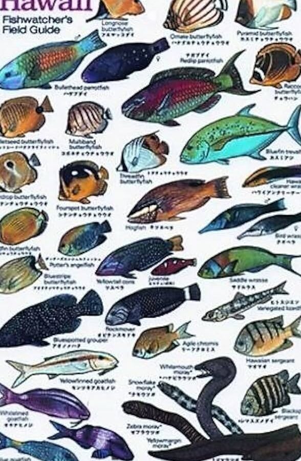 tarjeta de identificacion para pescadores en mexico disfruta tus actividades acuaticas